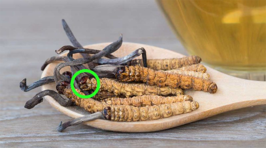 Cách phân biệt đông trùng hạ thảo thật và giả chính xác, đơn giản nhất hiện nay