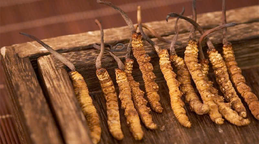 Cách phân biệt đông trùng hạ thảo thật và giả chính xác, đơn giản nhất hiện nay