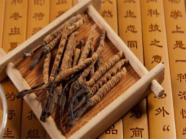 Cách phân biệt đông trùng hạ thảo thật và giả chính xác, đơn giản nhất hiện nay